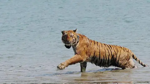 Getty Images An tiger wearing a radio collar wades through a river after being released by wildlife workers in Storekhali forest in the Sundarbans,