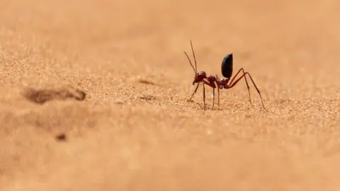 Getty Images A saharan silver ant on a sand dune