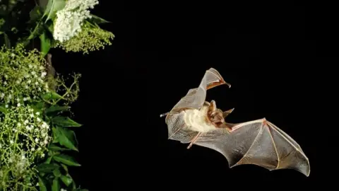 Getty A night sky with a bat flying across the black background and an elderflower tree to the left with white spray flowers and green leaves. The bat has its mouth open and its wings are spread open wide. It has a white furry body and brown head with pointy ears.