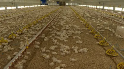 A Cranswick chicken shed with 43,000 chickens in it.