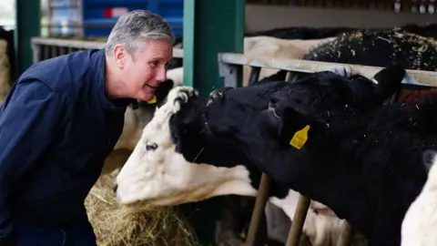 PA Media Sir Keir Starmer looks at a cow while wearing blue overalls during a visit to a farm in Solihull, West Midlands.