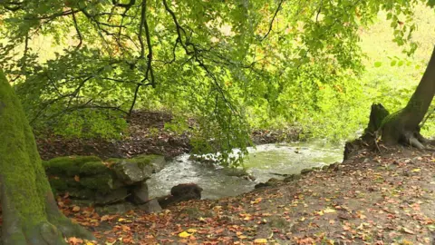 A brook and path scattered with leaves and shadowed by trees