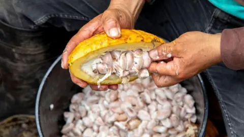 Getty Images Cocoa farmers breaking a cocoa pod on a plantation in Intag valley, Ecuador.