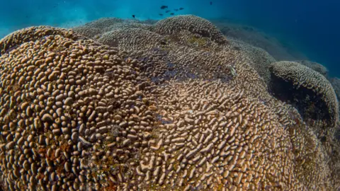 Photograph by Manu San Félix, National Geographic Pristine Seas A group of scientists working aboard a research vessel in the southwest Pacific Ocean has discovered the world’s largest coral in the Solomon Islands.