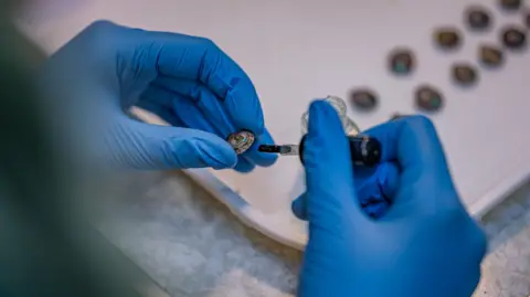 Chester Zoo Desertas island land snails being marked with non-toxic pen and nail varnish, ahead of their re-release in the wild 