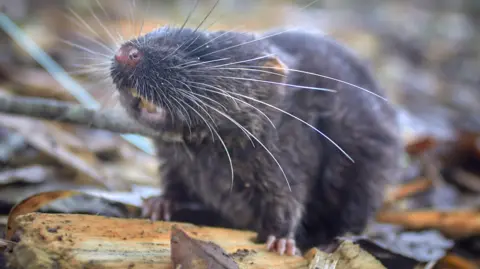 Ronald Diaz/ Conservation International A mouse with long whiskers stood on a piece of wood in the jungle