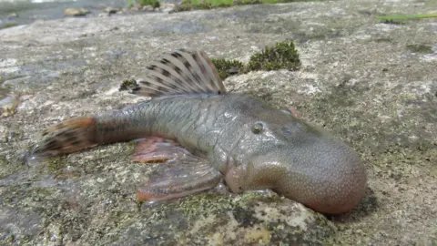 Robinson Olivera/ Conservation International A large fish with a very large head flopped on the ground