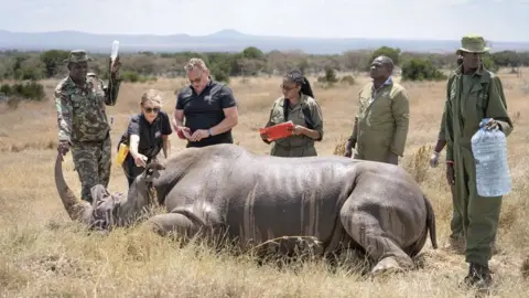 Jan Zwilling A tranquillised rhino lays on its side on grass with a team of six people surrounding it. 