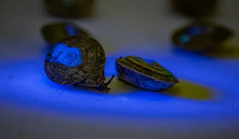 Chester Zoo Desertas island land snails marked with a dot that is visible under ultraviolet light