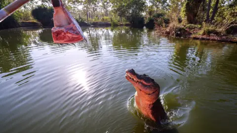 Getty Images Shows with wild crocodiles are organised in the NT to attract tourists