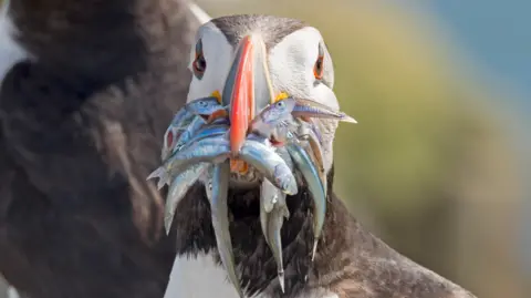 Getty Images A puffin with a beak full of fish