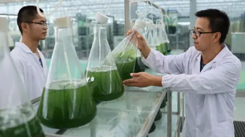 Getty Images Researchers look at big beakers of green algae at a facility in China