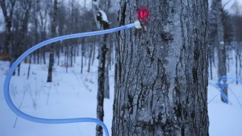 Getty Images A maple tree that has a pipe attached to extract some of its sap