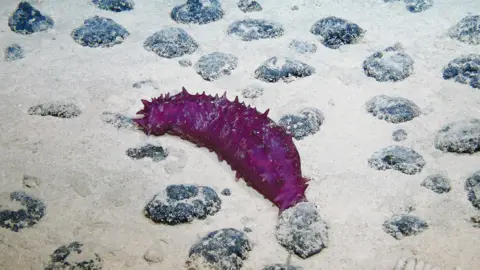 ROV KIEL 6000/GEOMAR A purple sea cucumber sits on seabed surrounded by the rock-like nodules.