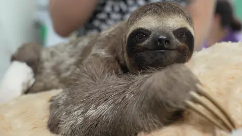 BBC / Paulo Koba A sloth looks directly into the camera, with three long claws on one paw visible in the foreground