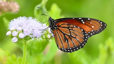 Jack Cochran A Danaus eresimus butterfly perched on a light purple flower. The butterfly has rich orange-brown wings with black veins and a black border adorned with white spots. Its body is black with small white speckles. The background is a lush green.